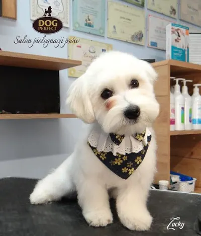Dog Perfect - Psi i Koci Fryzjer